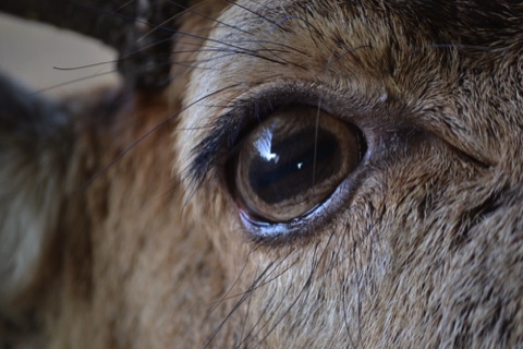 Red deer eye, Dumfries and Galloway